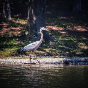 Great Blue Heron - Colby Beaumont