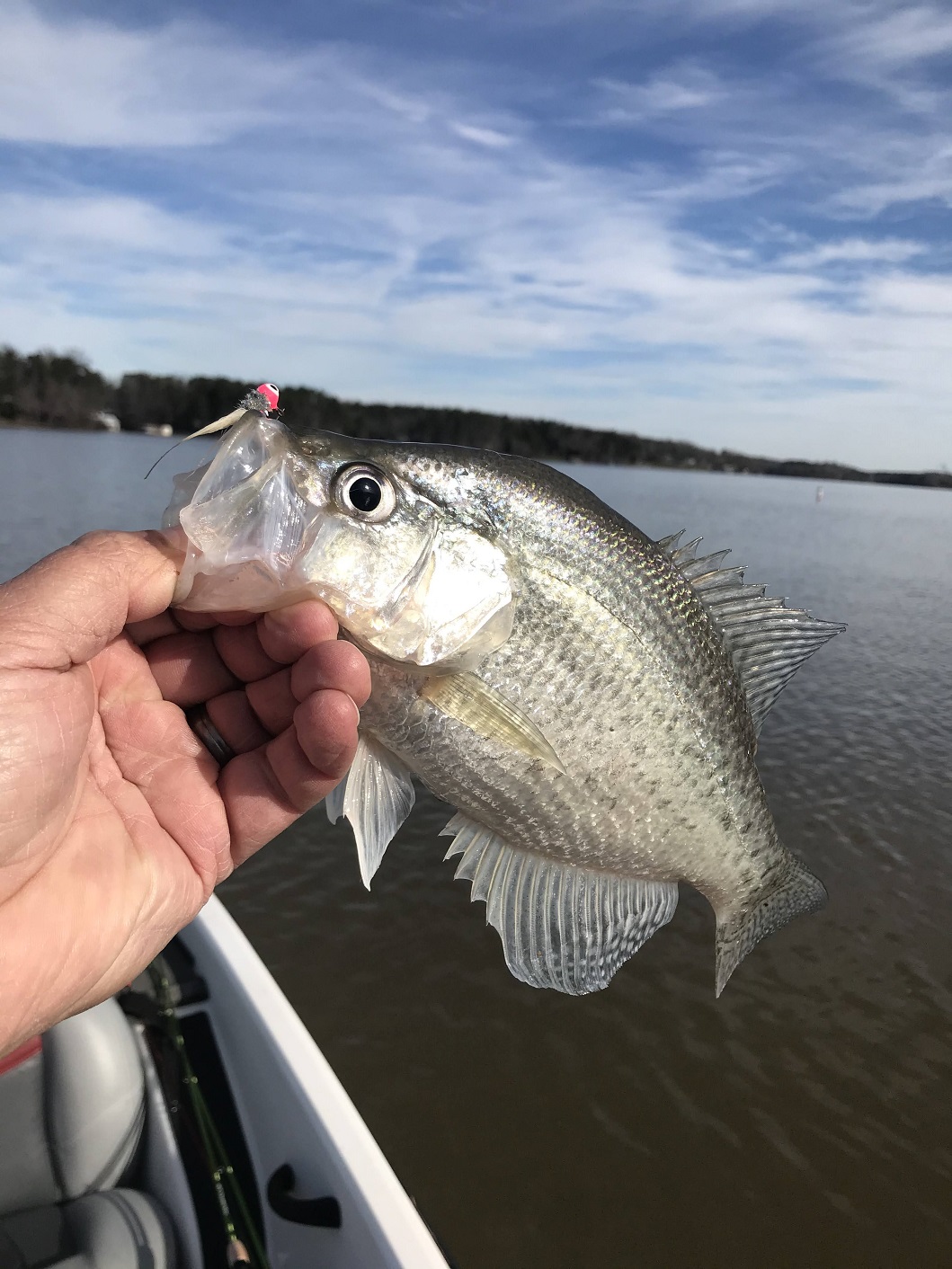 The Complete Guide To Vertical Jigging For Crappie – GassFishingStore