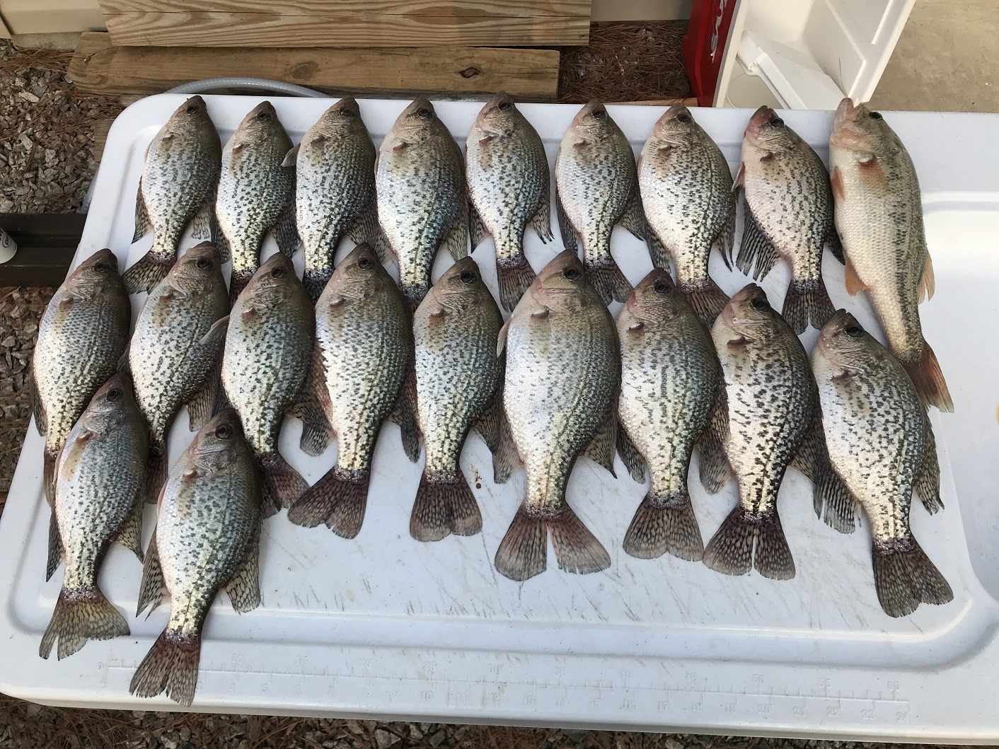 Had a pretty good day using the HOTSPOTS MEGA EYE CRAPPIE ROD works great  with slip bobbers! Fish were 15'-25' on brush and there was some spots that  were just loaded with