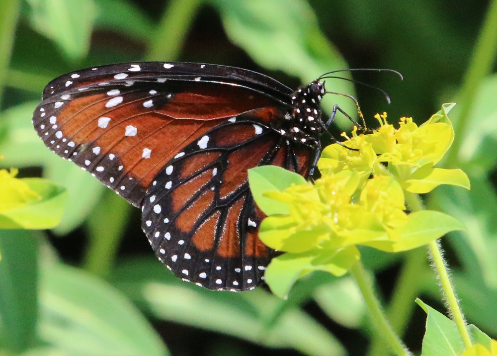 On the Wing of Spring - Danville Science Center