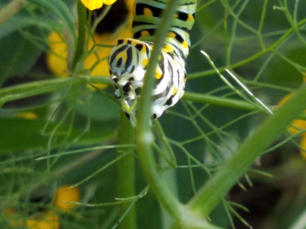 On the Wing of Spring - Danville Science Center