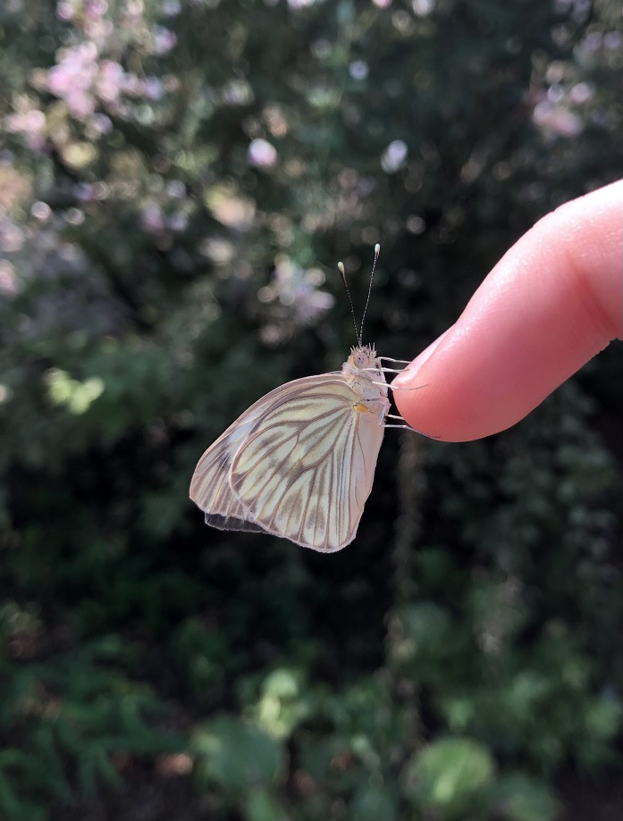 On the Wing of Spring - Danville Science Center