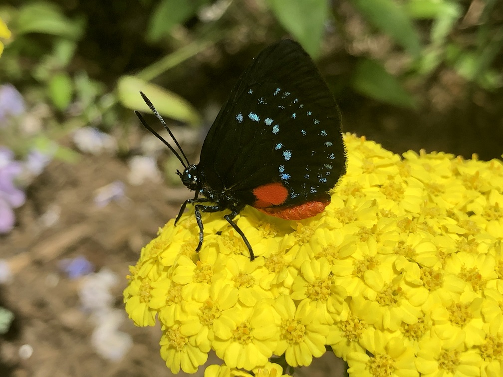 On the Wing of Spring - Danville Science Center