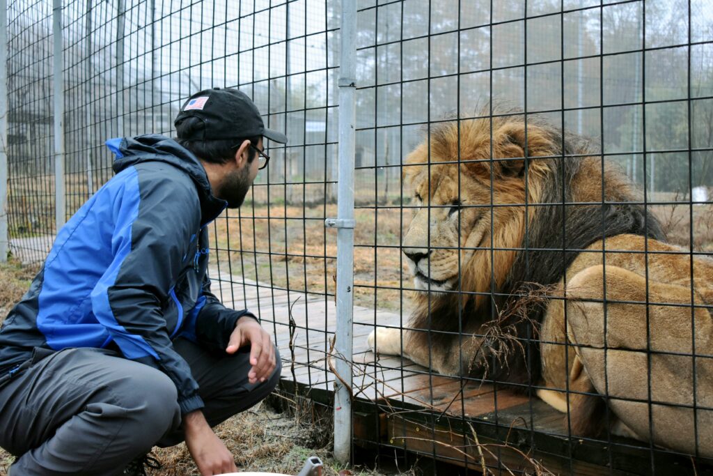 For the Love of Lions
At the Animal Park at the Conservators Center
