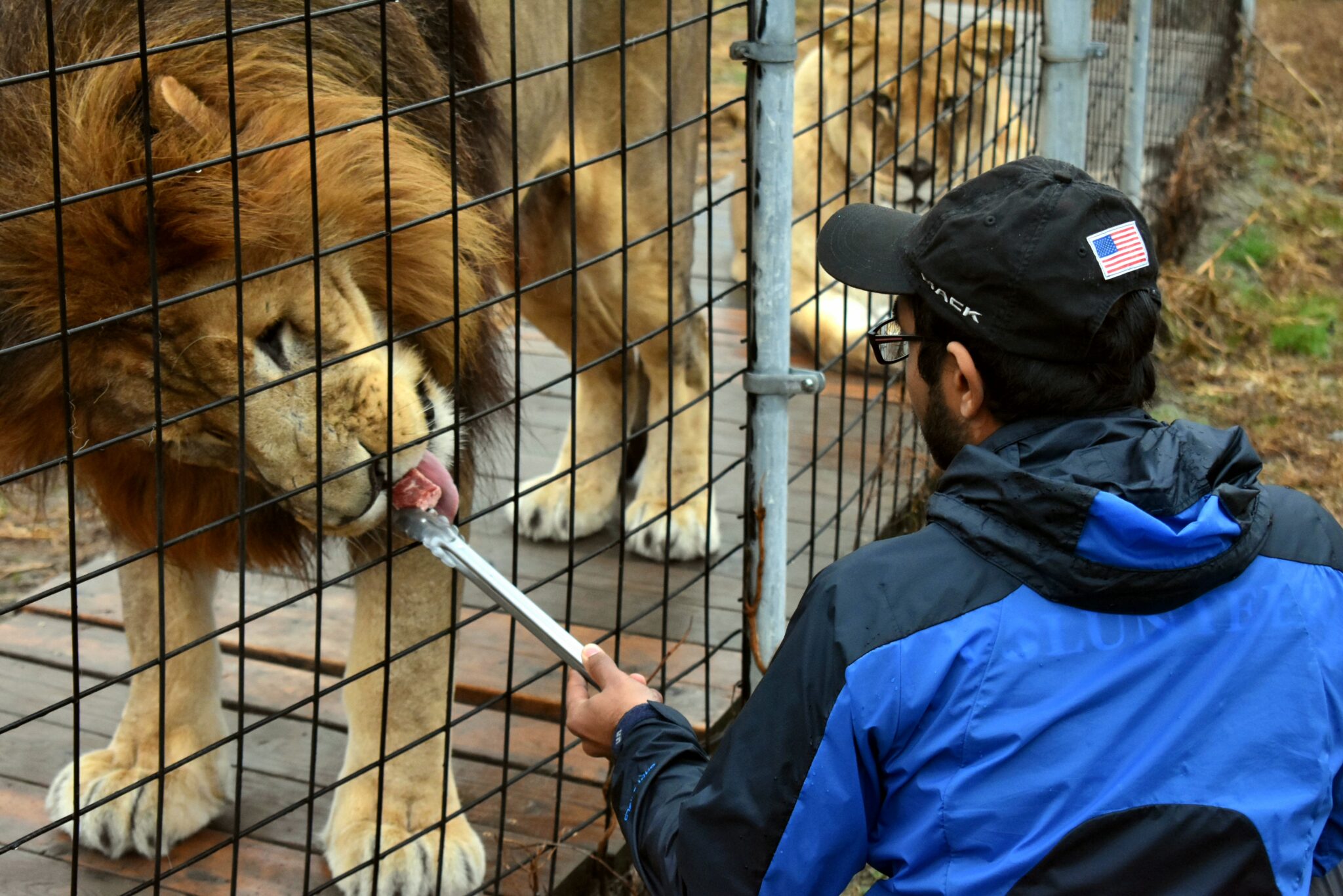 for-the-love-of-lions-animal-park-at-the-conservators-center-hyco