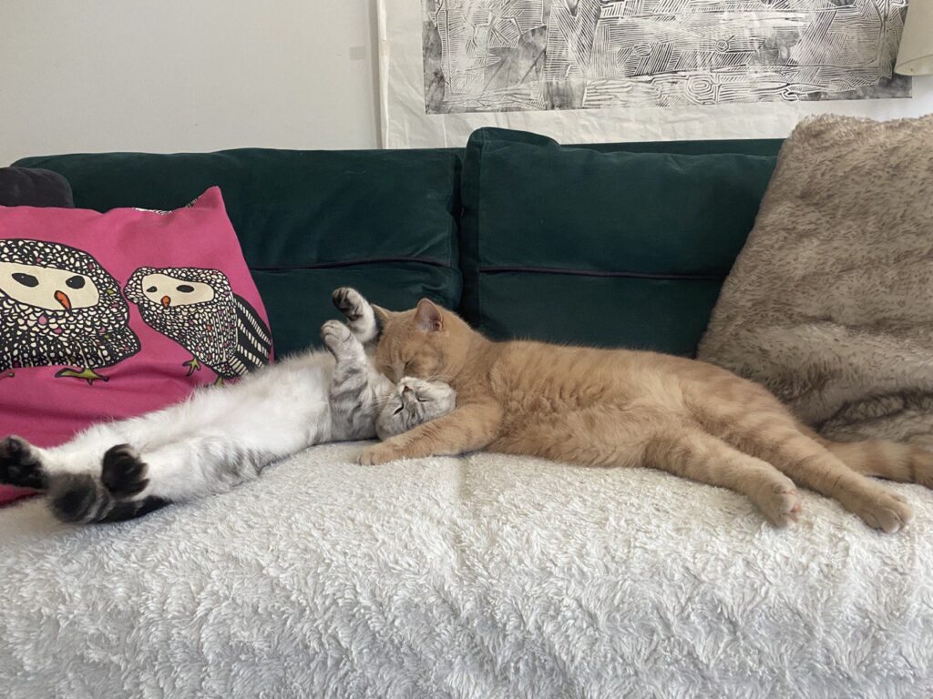 Double the Paws, Double the Love: Cat Harmony 101