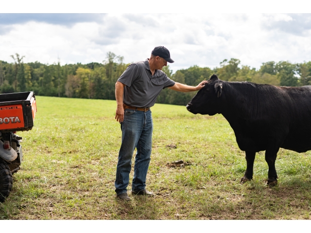 Locust Hill Cattle Company