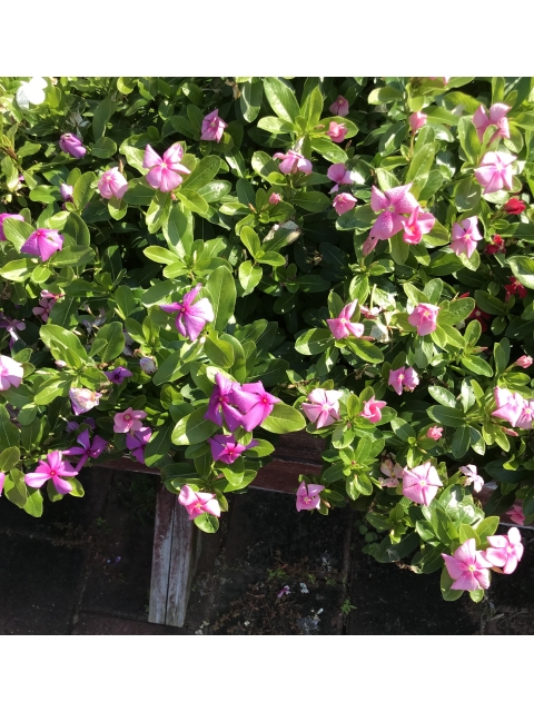 Getting Your Hands Dirty and Doing Something Worthwhile - Southside Master Gardeners