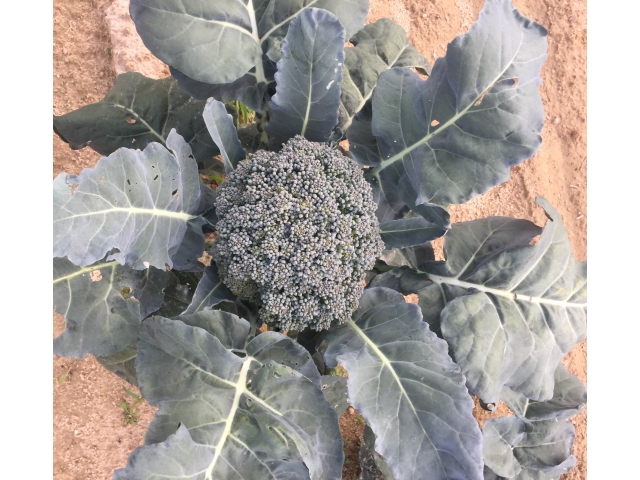Farmers Market Season - The Best Season of All