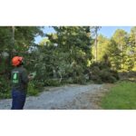 A Rather Wooded Lot - SA Arbor Care Tree Service