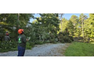 A Rather Wooded Lot - SA Arbor Care Tree Service