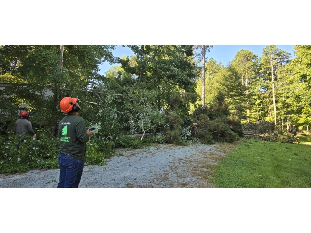 A Rather Wooded Lot - SA Arbor Care Tree Service