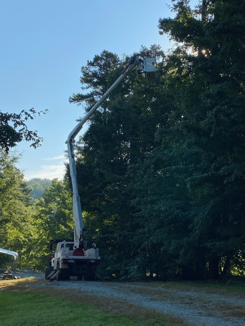 A Rather Wooded Lot - SA Arbor Care Tree Service