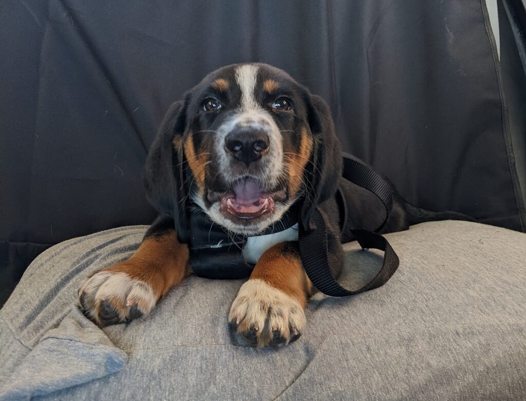 Preparing for a New Puppy - Pet Tales