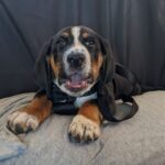 Preparing for a New Puppy - Pet Tales